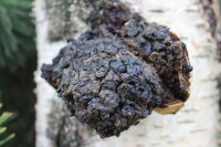 Chaga- Impfstäbchen/Impfdübel BIO