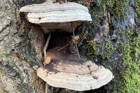 Flacher Lackporling-Pilzbrut BIO 1 Liter Substrat-Pilzbrut 1 Liter