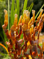 Pilzkalender 2026, A4 -B Ware-