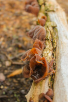 Pilzkalender 2026, A4 -B Ware-