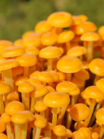 Pilzkalender 2026, A4 -B Ware-