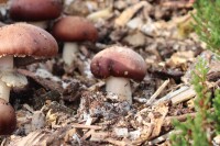 Braunkappen-Pilzbrut BIO 1 Liter