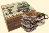 Austernpilz Bio Home-Pilzzuchtset