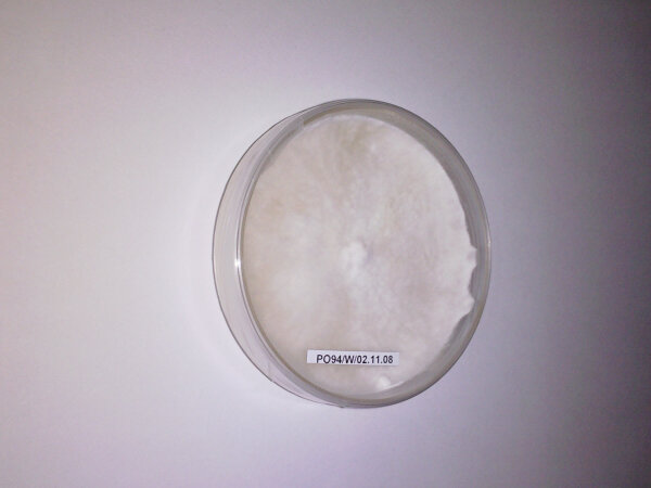 Hericium erinaceus (Pom Pom), Sorte HE25