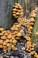 Stockschwämmchen-Pilzbrut BIO 1 Liter