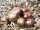 Braunkappen-Impfstäbchen BIO
