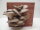 Austernpilz Pilzzuchtbox Bio