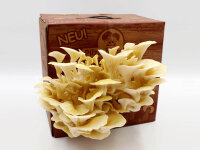 Limonenpilz Pilzzuchtbox Bio