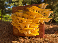 Limonenpilz Pilzzuchtbox Bio