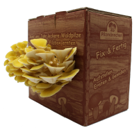 Limonenpilz Pilzzuchtbox Bio