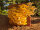 Limonenpilz Pilzzuchtbox Bio