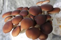 Pioppino-Pilzbrut BIO 1 Liter