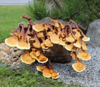 Bio Reishi-Pilzpulver, DE-ÖKO-021, 100 g