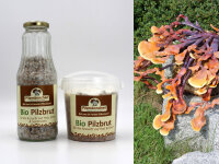 Reishi-Pilzbrut BIO 1 Liter
