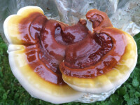 Reishi-Pilzbrut BIO 1 Liter