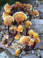 Reishi-Pilzbrut BIO 1 Liter
