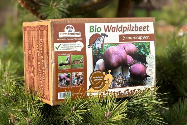 Braunkappen-Bio-Waldpilzbeet
