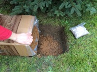 Braunkappen-Bio-Waldpilzbeet