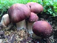 Braunkappen-Bio-Waldpilzbeet