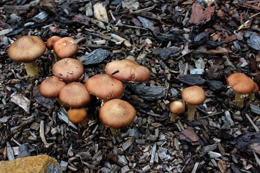 Bio Pilzbrut für Holz Pilze im Garten züchten