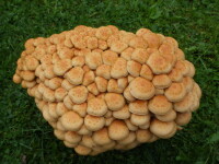 Nameko-Pilzbrut BIO 1 Liter