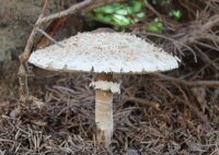 Parasol-Gartenkultur BIO