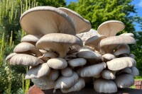 Austernpilz-Pilzzuchtkultur XXL, BIO