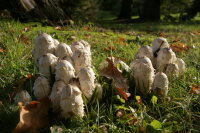 Schopftintling-Pilzbrut BIO