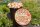 BIO Champignon-Pilzzucht-Töpfchen