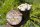 BIO Champignon-Pilzzucht-Töpfchen