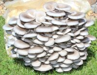 Feinschmecker-Genuss-Set Bio Austernseitling inkl....