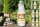 Limonenpilz-Pilzbrut BIO Körner-Pilzbrut 5 x 1 Liter sortenrein