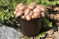 Champignon-Pilzzucht-Töpfchen BIO Steinchampignon