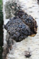 Chaga-Pilzbrut BIO 1 Liter