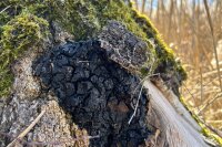 Chaga-Pilzbrut BIO 1 Liter