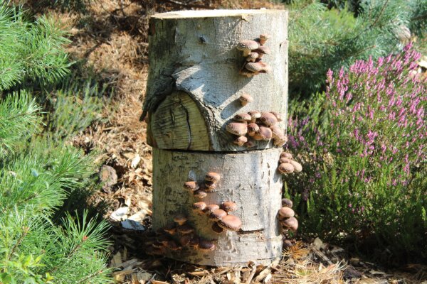 Shiitake-Baumstamm BIO
