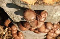 Shiitake-Baumstamm BIO