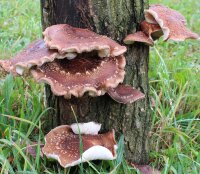 Shiitake-Baumstamm BIO