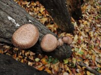 Shiitake-Baumstamm BIO