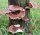 Shiitake-Baumstamm BIO