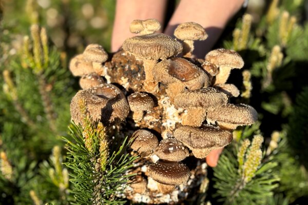 -Pilzmännchens Schnapper- Bio Shiitake-Pilzzuchtzwerg fix & fertig