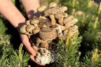 -Pilzmännchens Schnapper- Bio...