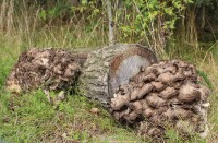 Maitake (Klapperschwamm)-Pilzbrut BIO 1 Liter