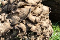 Maitake (Klapperschwamm)-Pilzbrut BIO 1 Liter