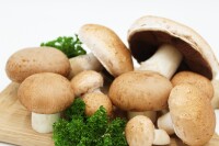 Steinchampignon-Pilzbrut BIO 1 Liter