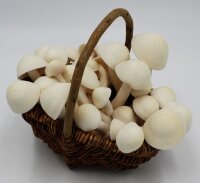 NEU! Buchenpilz-Pilzbrut BIO