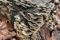 Schmetterlings-Tramete-Pilzbrut BIO Körner-Pilzbrut 5 x 1 Liter sortenrein