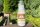 Eierporling-"Chicken of the woods"-Pilzbrut BIO Körner-Pilzbrut 1 Liter