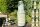Eierporling-Pilzbrut BIO Körner-Pilzbrut 5 x 1 Liter sortenrein