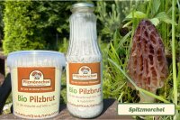 Spitzmorchel-Pilzbrut BIO 1 Liter